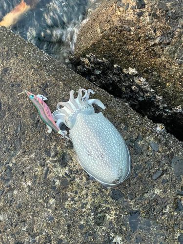 シリヤケイカの釣果