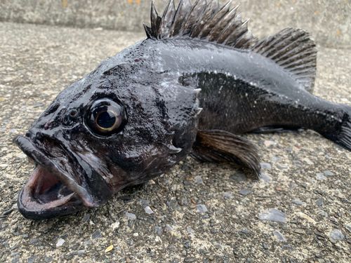 クロソイの釣果