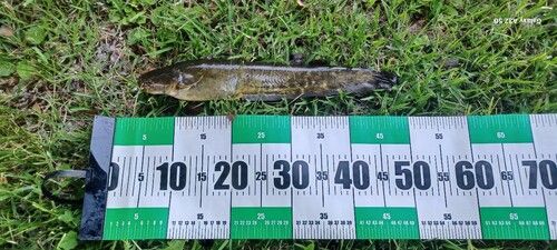 ニホンナマズの釣果