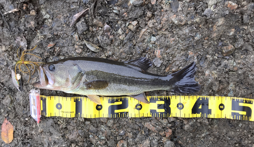 ブラックバスの釣果