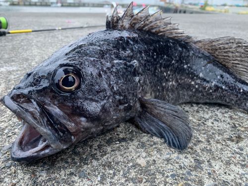 クロソイの釣果