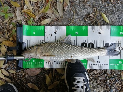 ニゴイの釣果