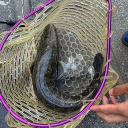 ライギョの釣果・釣り情報まとめ【2026年最新】 - アングラーズ | 釣果