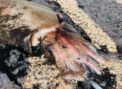 コウイカの釣果