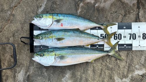 ワラサの釣果