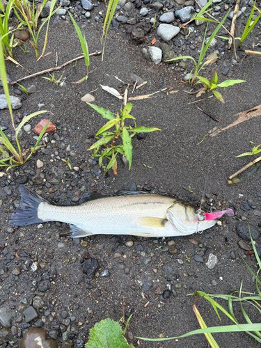 セイゴ（マルスズキ）の釣果