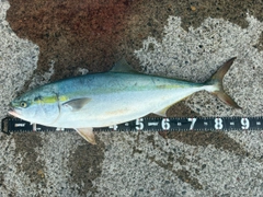 ブリの釣果