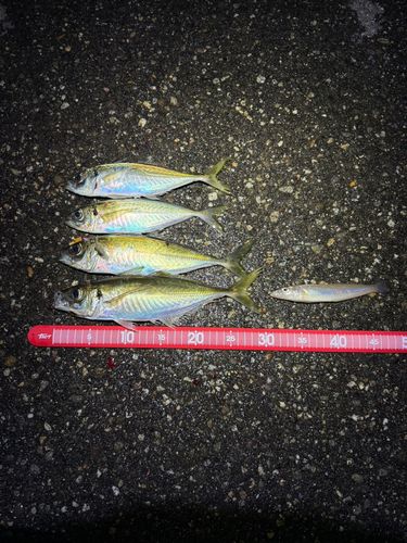 アジの釣果