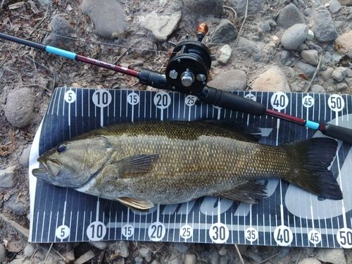 スモールマウスバスの釣果