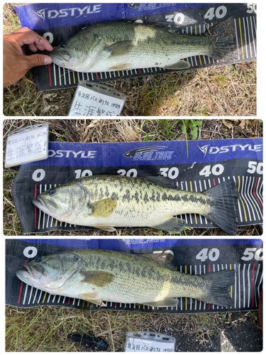 ブラックバスの釣果