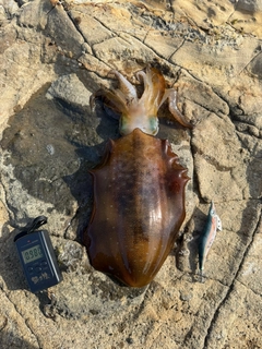 アオリイカの釣果