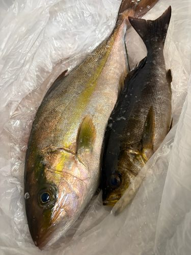 カンパチの釣果