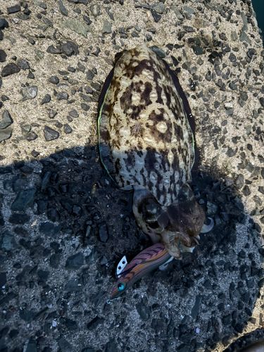 コウイカの釣果