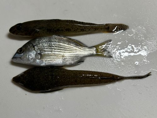 マハゼの釣果