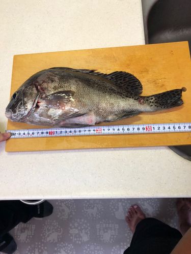 コショウダイの釣果