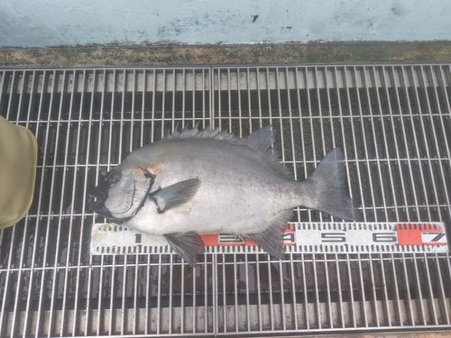 イシダイの釣果