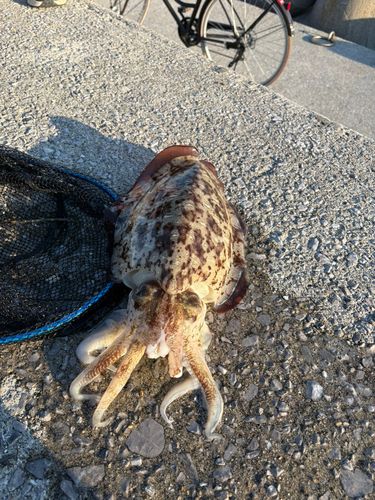 コウイカの釣果