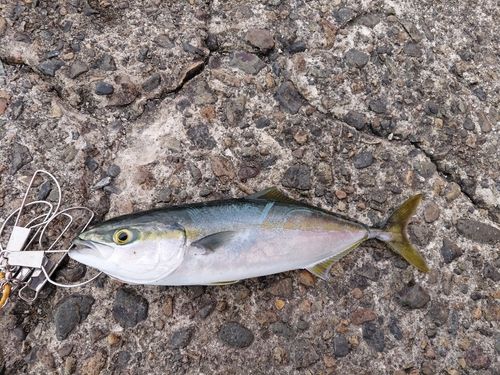 コゾクラの釣果