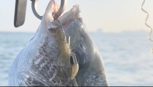 チヌの釣果