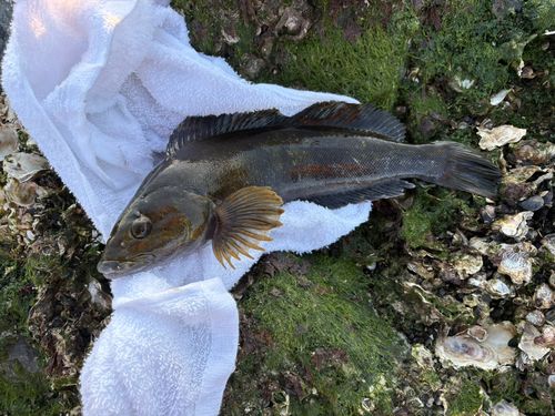 アイナメの釣果