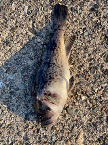 クロソイの釣果