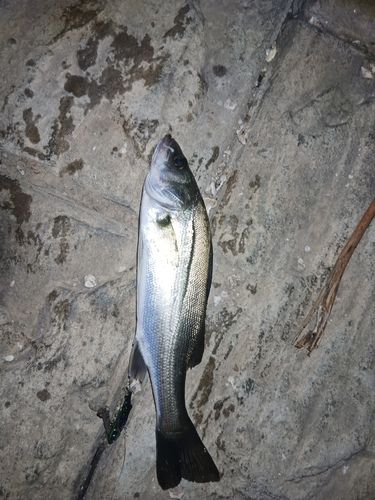フッコ（マルスズキ）の釣果