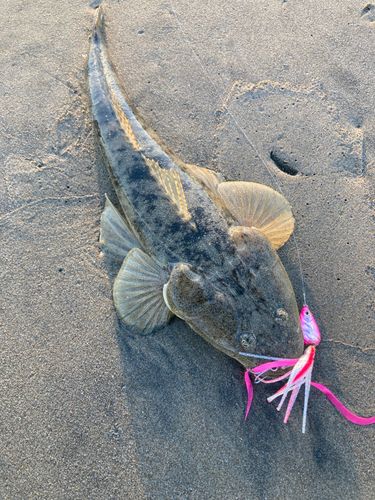 マゴチの釣果