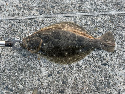 ヒラメの釣果