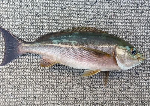 イサキの釣果