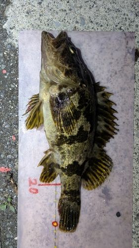 ムラソイの釣果