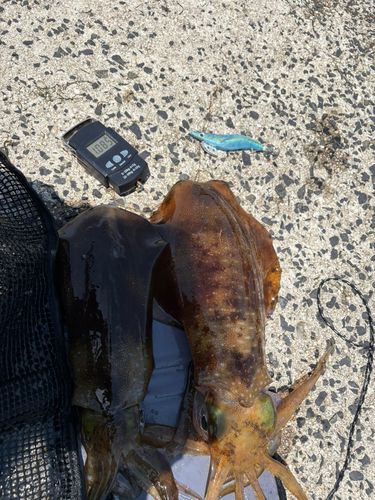アオリイカの釣果