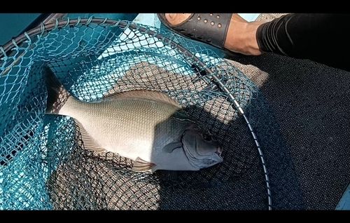 メジナの釣果