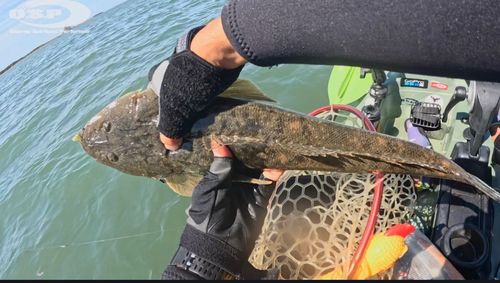 マゴチの釣果
