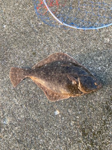 イシガレイの釣果