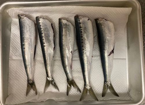 イワシの釣果