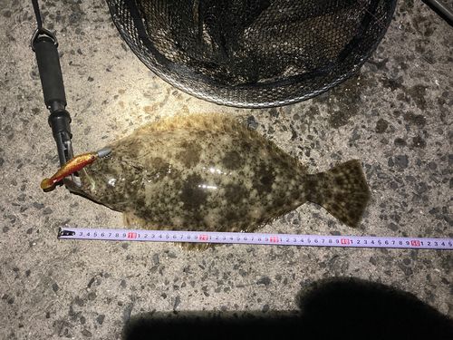 ヒラメの釣果