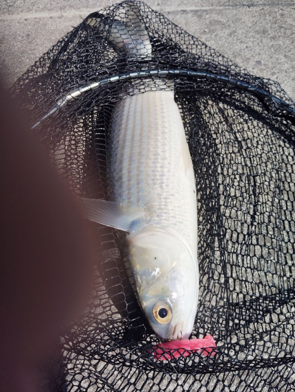 ボラの釣果写真