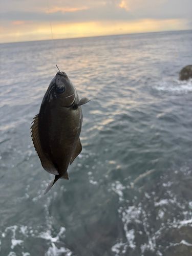 メジナの釣果