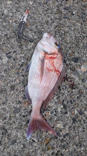 マダイの釣果