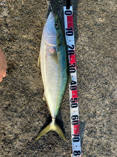 メジロの釣果