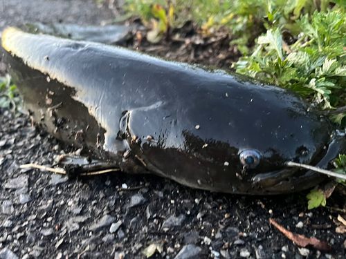 ナマズの釣果