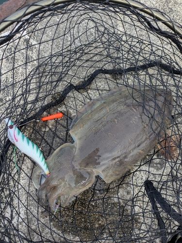 モンゴウイカの釣果