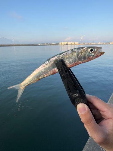 イワシの釣果