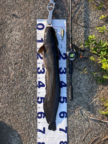 ナマズの釣果