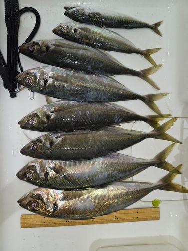 アジの釣果