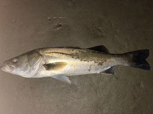 フッコ（マルスズキ）の釣果