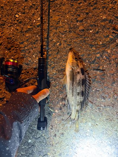 シマイサキの釣果