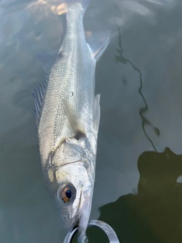 セイゴ（マルスズキ）の釣果