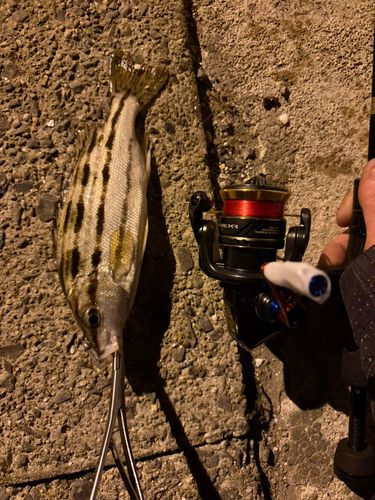 シマイサキの釣果