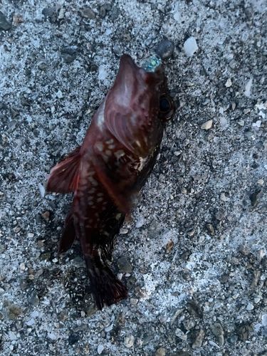 ガシラの釣果